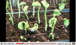 capture_video_germination2.jpg